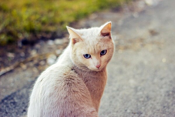 Weiße Katze an der Straße