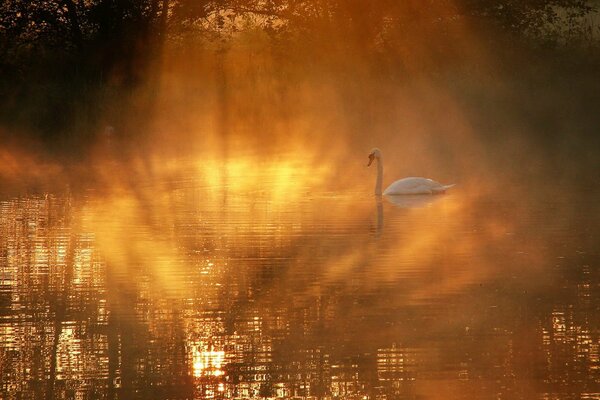 Swan in the sunset mist on the lake