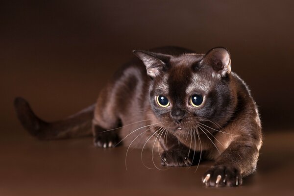 The look of the chocolate-colored Burmese cat expresses interest