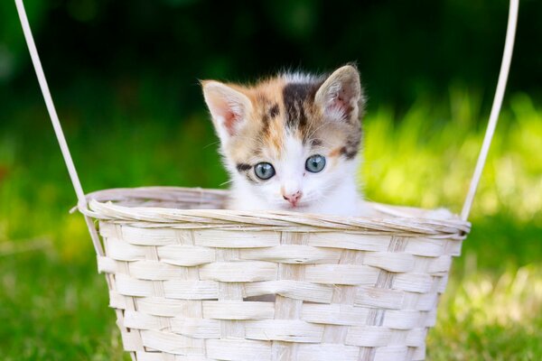 Gattino piccolo nel cestino fa capolino