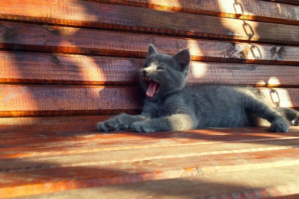 Gato descansa en un banco de madera