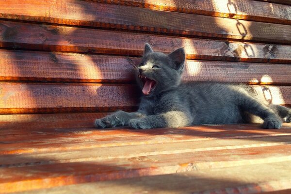 Il gatto riposa su una panchina di legno