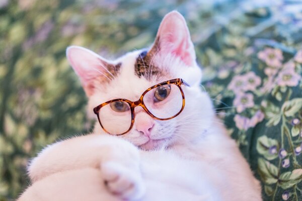 Smart cat with glasses