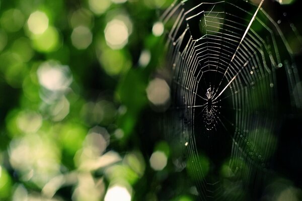 A thin cobweb in a green forest