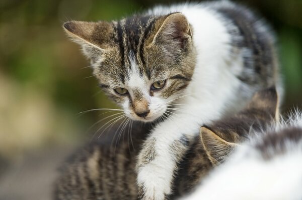 Un pequeño gatito da sus primeros pasos