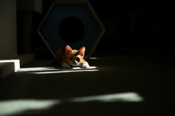 Red-haired, little kitten playing