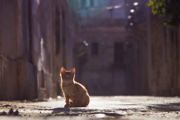 Vista del gattino rosso sulla strada estiva