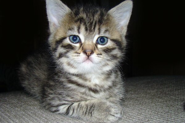 A little kitten with blue eyes