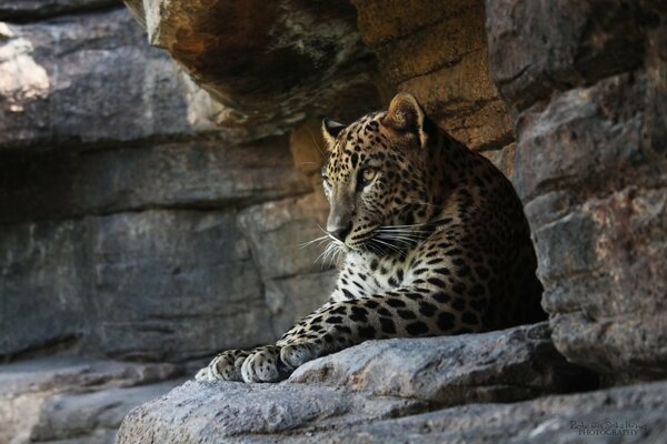 Leopardo da una scogliera che riposa e pensa a qualcosa