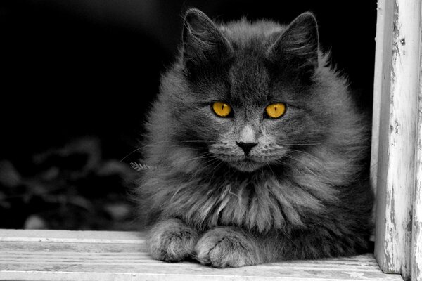 Foto en blanco y negro de un gato peludo con ojos brillantes