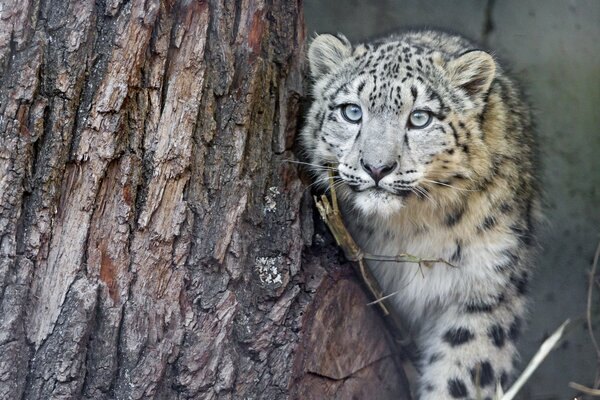 Un léopard des neiges sort de derrière un arbre