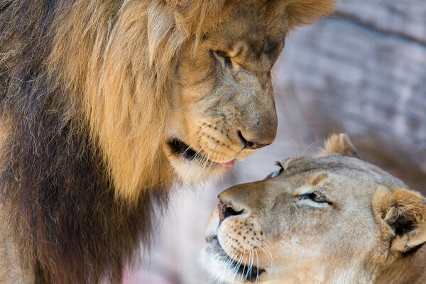 A majestic pair of lions in love