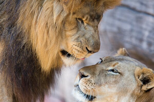 Majestueux couple de lions amoureux