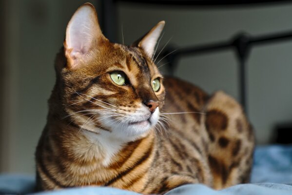 El gato se sienta y Mira por la ventana