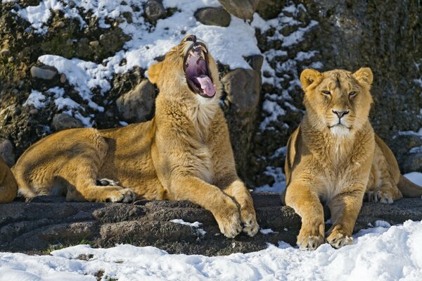 Coppia di leoni che si godono una giornata invernale