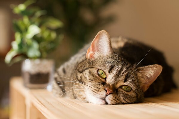 La cara y la mirada del gato dicen: no quiero levantarme todavía, todavía me acostaré 