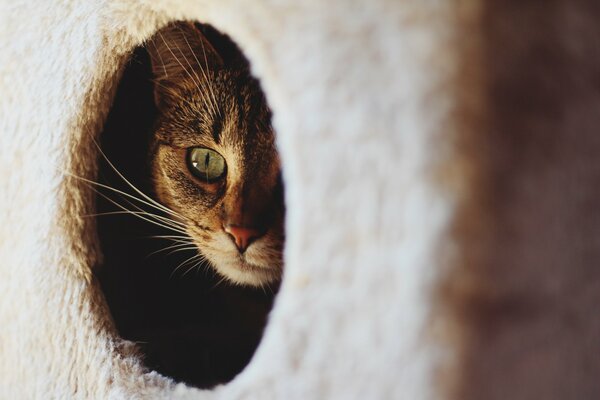 Eine Katze späht aus einem Katzenhaus