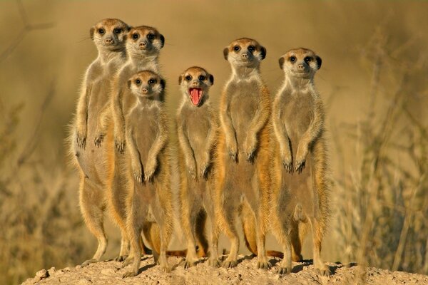 A group of meerkat animals in the desert