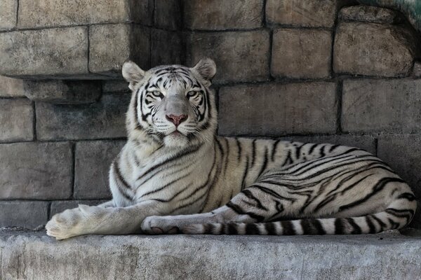 Tigre blanc sur fond de pierres