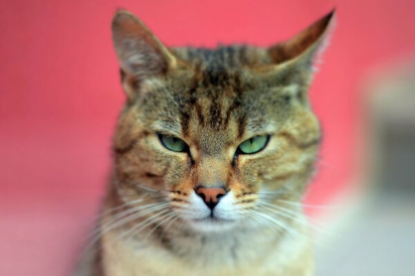 Katze mit grünen Augen Nahaufnahme