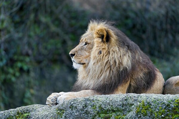 Un León con una hermosa melena sobre una piedra