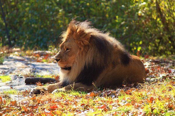 Un León descansa en la hierba esperando a su hembra para que venga y diga algo