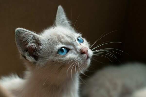 The look of a kitten. Blue eyes