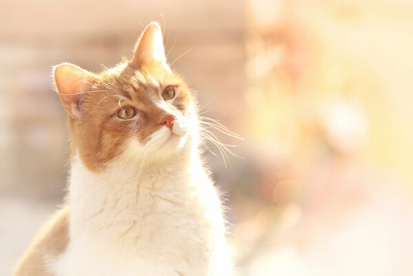 Foto de un hermoso gato pelirrojo