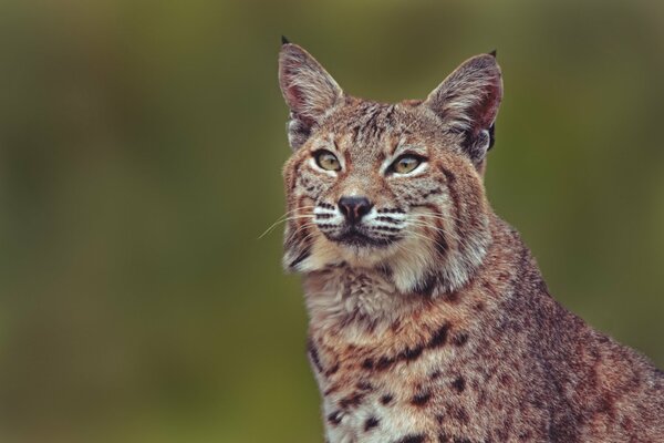 Lince animal salvaje. Retrato