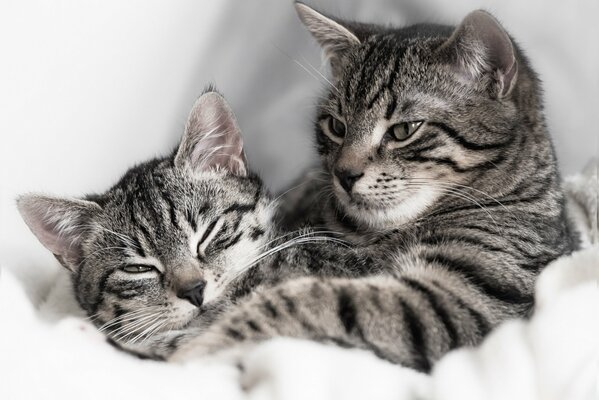 Ein Paar zufriedene gestreifte Katzen