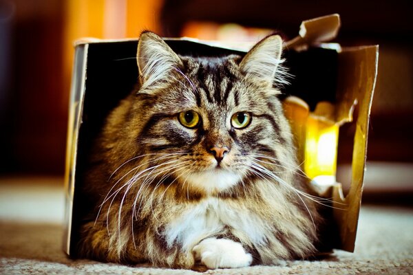 Большая кошка в картонной коробке