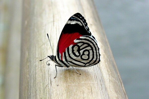 Ein ungewöhnlicher Schmetterling auf einem Baum