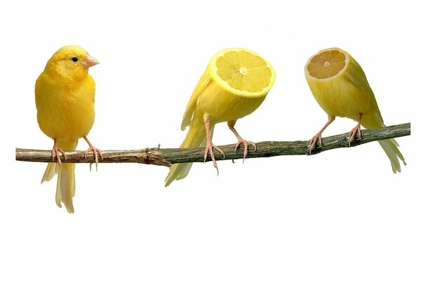 Strange lemons canaries on a branch