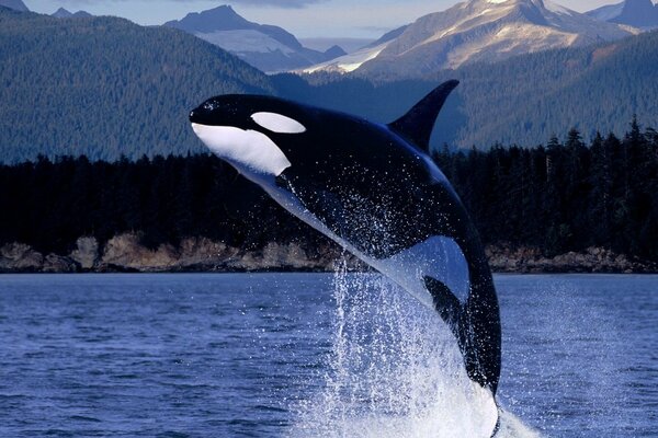 Killer whale jumps up from the sea