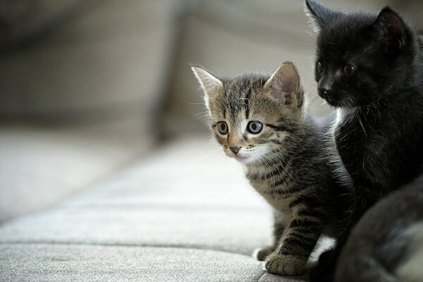 A couple of cute fluffy kittens