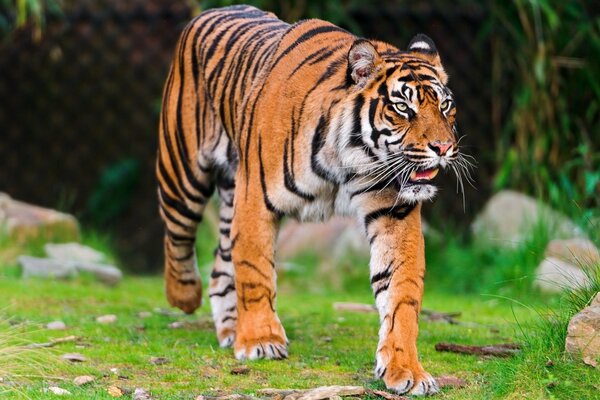 A wild animal, a predator -a tiger. Gait