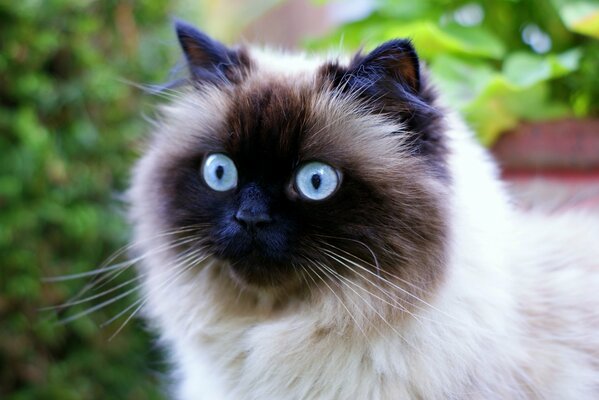 Chat siamois aux yeux bleus