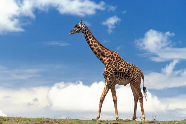 Giraffa maestosa sullo sfondo del cielo blu