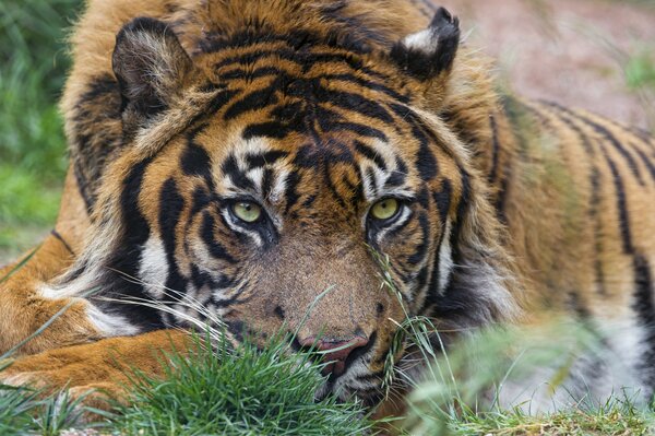 Der Sumatra-Tiger liegt und schaut zu