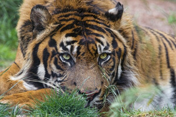 Суматранский тигр лежит и смотрит