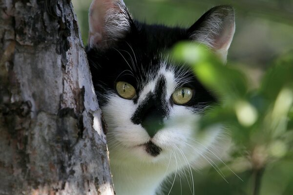 The cat s muzzle hid in the foliage