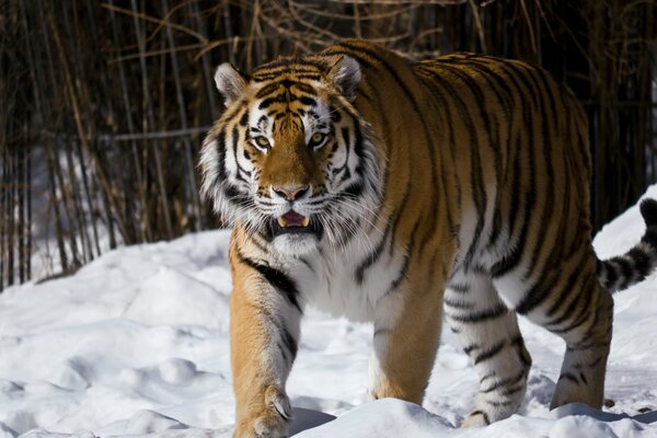 Amur tiger in a snow-covered zoo