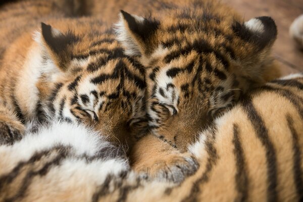 Amur-Tiger schlafen zusammen