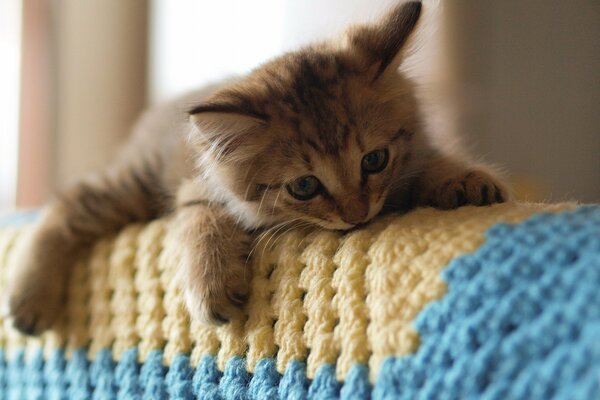 Cute cat on a knitted plaid