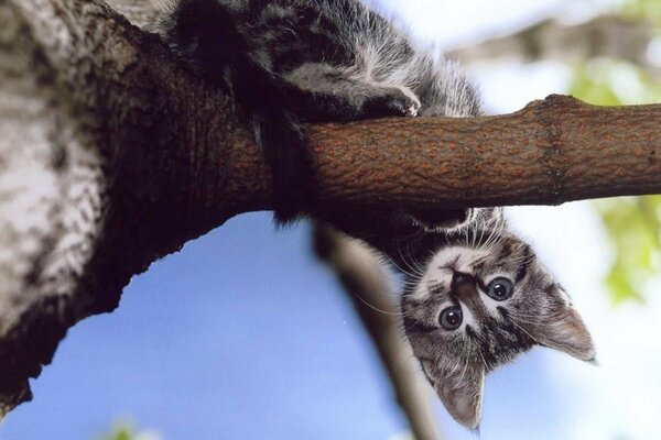 Chaton sur une branche d arbre à l envers