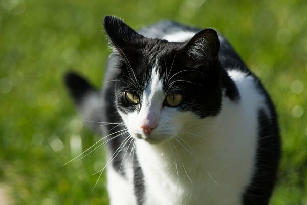 Schwarze und weiße Katze auf grünem Hintergrund