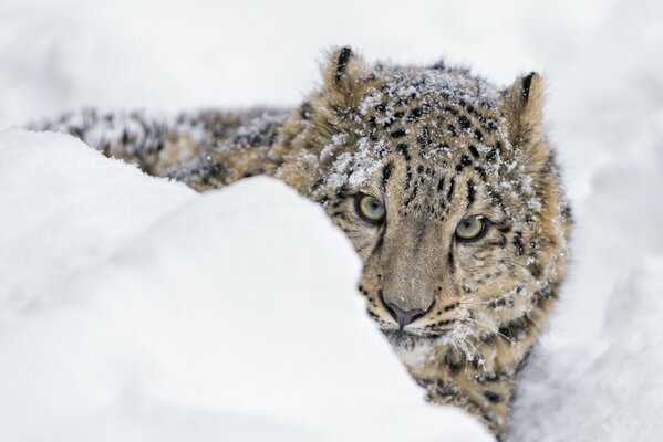 Un joven leopardo de las Nieves se asoma por un ventisquero