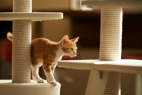 La comodidad del hogar. El gato que se prepara para saltar