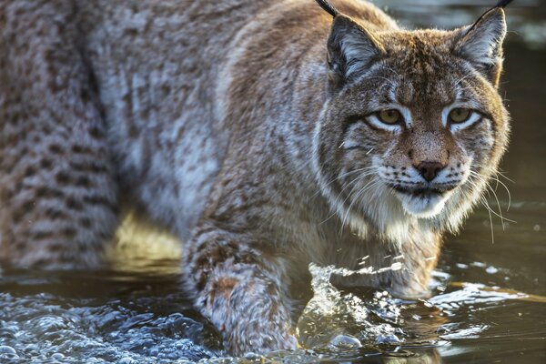 Predatory lynx steals me on the water