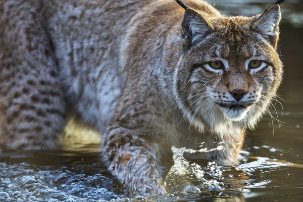 El lince depredador me roba en el agua